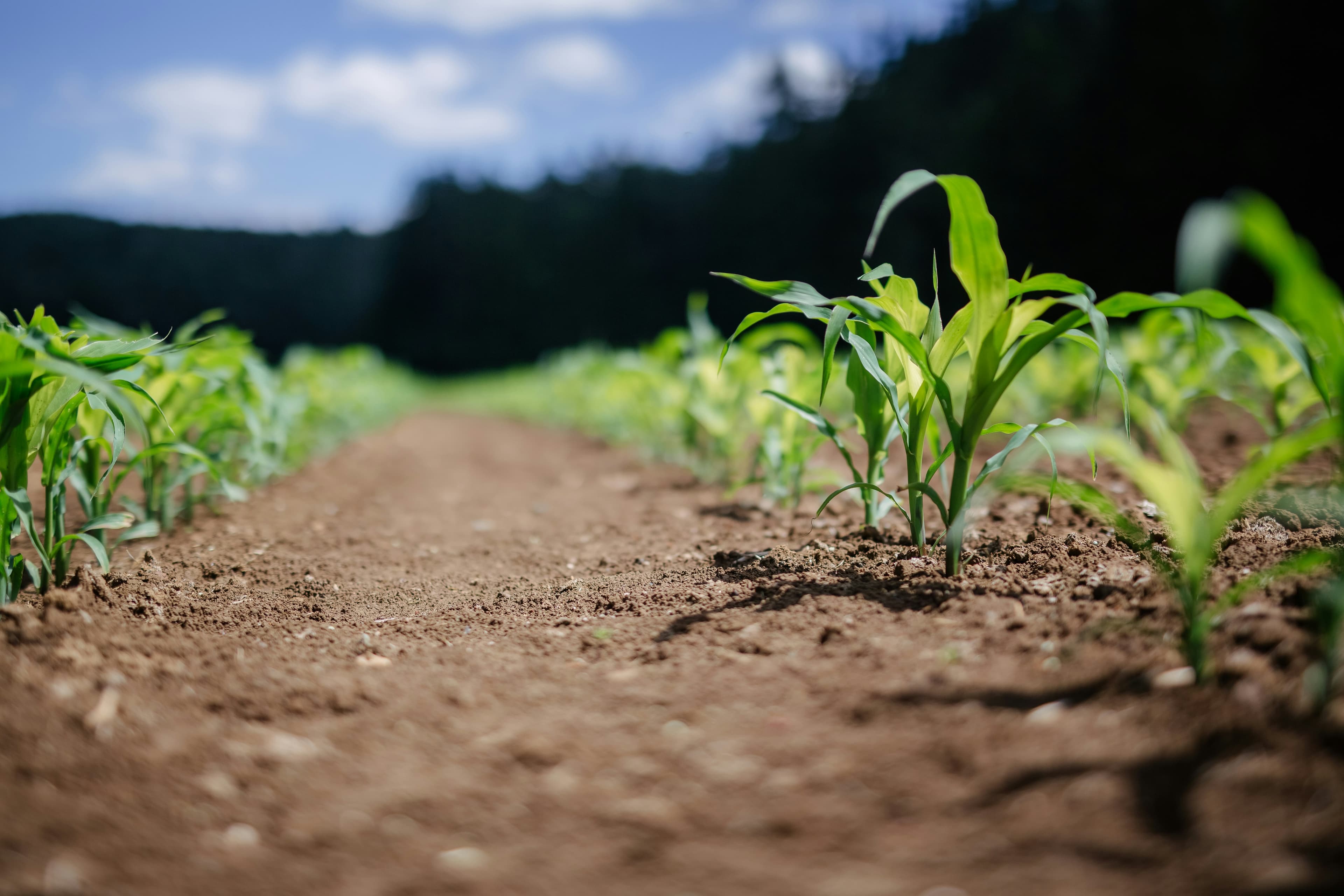 Produzioni di biogas