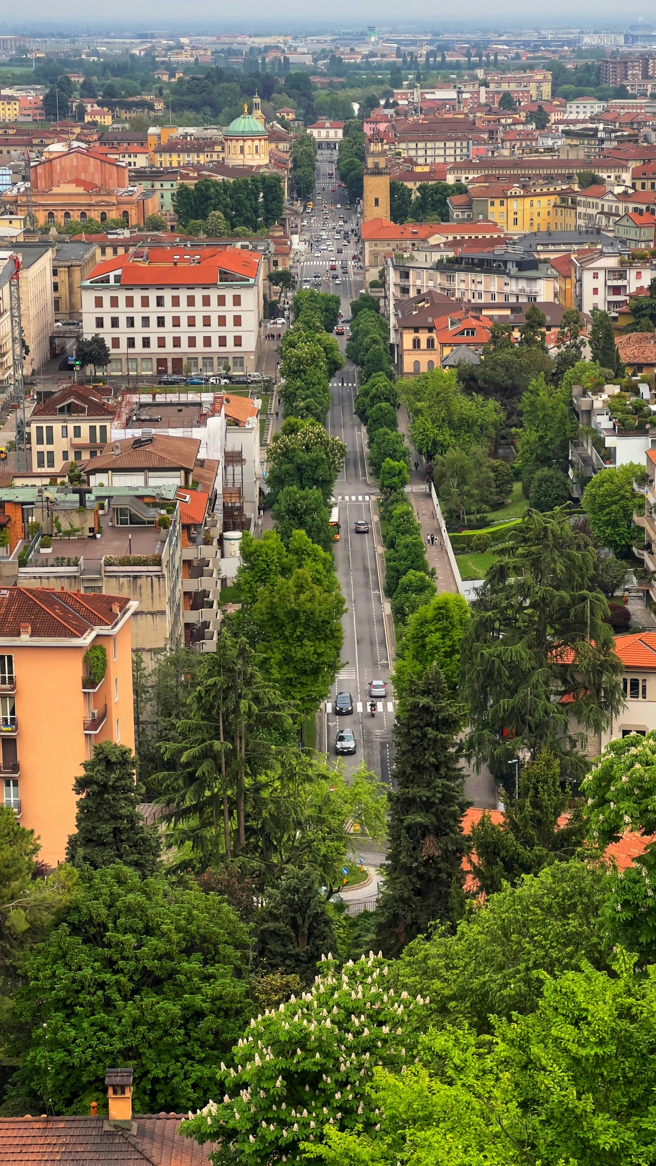 Piano comunale per la messa a dimora di nuovi alberi